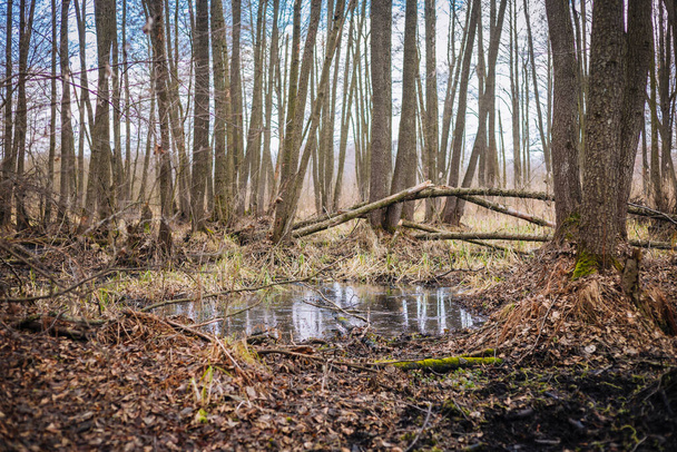 Ormanda soğuk mevsim Ağaç gövdeleri arasında ayna birikintisi - Fotoğraf, Görsel