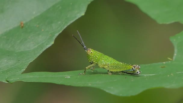 Grasshopper σε πράσινο φύλλο σε τροπικό τροπικό δάσος. - Πλάνα, βίντεο