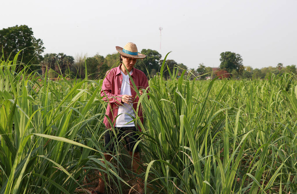 Uomo contadino che controlla la foglia nella fattoria canna da zucchero e indossa un cappello di paglia con camicia rossa a maniche lunghe. - Foto, immagini
