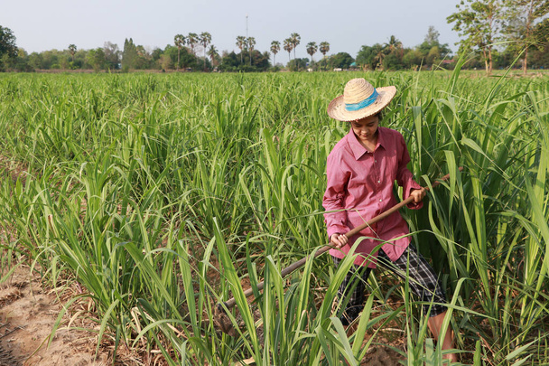 Γυναίκα αγρότισσα με τσάπα στο χέρι που εργάζεται στη φάρμα ζαχαροκάλαμου και φοράει ψάθινο καπέλο με κόκκινο μακρυμάνικο πουκάμισο.  - Φωτογραφία, εικόνα