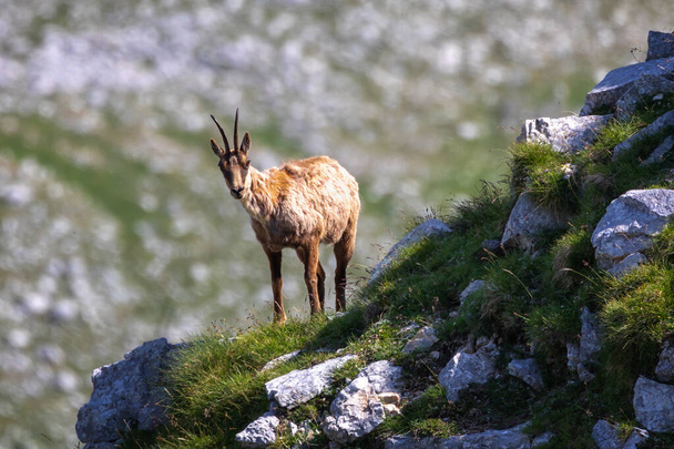 Wild chamois climbs rocks on the top of a mountain. Wild animal in nature. - Fotó, kép