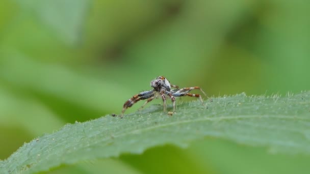 Hyppy hämähäkki vihreällä lehdellä trooppisessa sademetsässä. - Materiaali, video