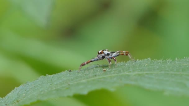 Hyppy hämähäkki vihreällä lehdellä trooppisessa sademetsässä. - Materiaali, video