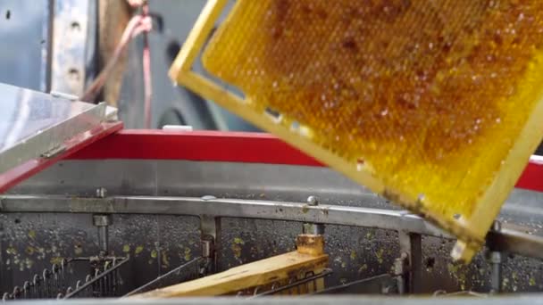 Ο μελισσοκόμος γυρίζει τη λαβή εξαγωγής μελιού και ένα ρυάκι φρέσκου μελιού χύνεται έξω. Διαδικασία άντλησης μελιού, φυσικό οικολογικό προϊόν. 4ια - Πλάνα, βίντεο