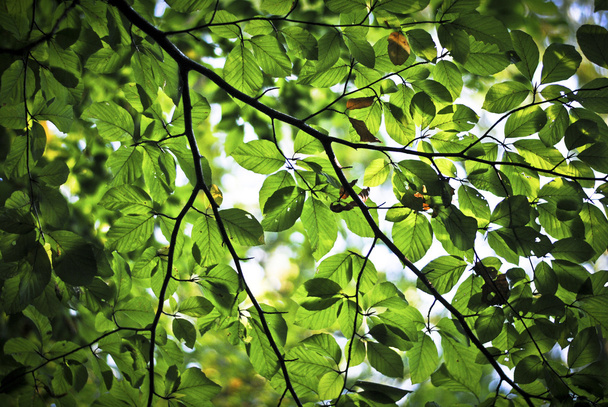 Tekstura liści zielonych - Zdjęcie, obraz
