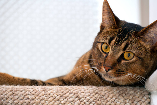 Schattig speels breed-eyed deel Abessijn jong mannelijk kat horloges nieuwsgierig ligt op de bovenste trap kijken - Foto, afbeelding