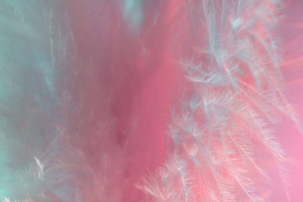 Exotic texture feathers background close up. Pink  and aquamarine feathers pattern for your design. Macro photography view. - Photo, Image