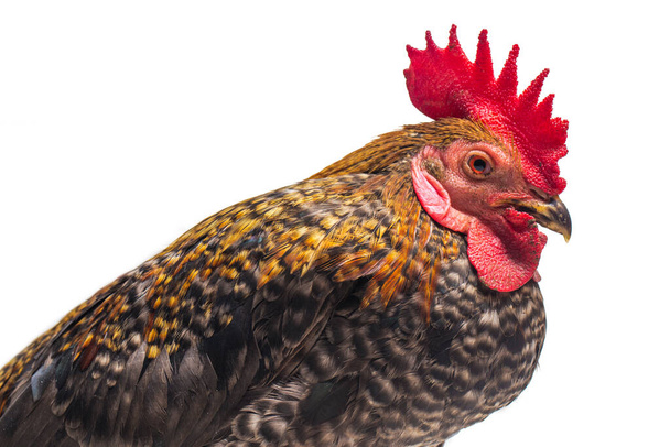 Una gallo de Ayam Kampong o Ayam Kampung es la raza de pollo reportada desde Indonesia. El nombre significa simplemente "pollo de campo libre" o literalmente "pollo de pueblo". aislado sobre fondo blanco - Foto, imagen