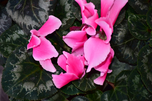 beautiful cyclamen flowers on blurred background, summer concept, close view   - Photo, Image