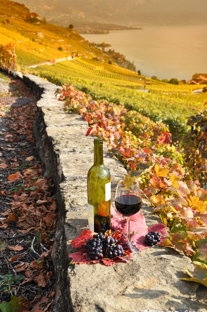 赤ワインとブドウ - 写真・画像