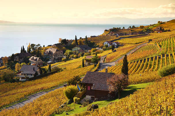 viinitilat lavaux alueella, Sveitsissä - Valokuva, kuva