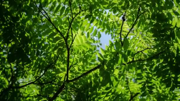 Ağaçların ve gökyüzünün düşük açılı görüntüsünün zaman ayarlı videosu - Video, Çekim