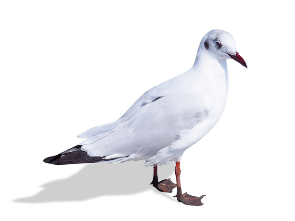 Cuerpo animal de pájaro gaviota de pie aislado sobre fondo blanco con camino de recorte
. - Foto, imagen