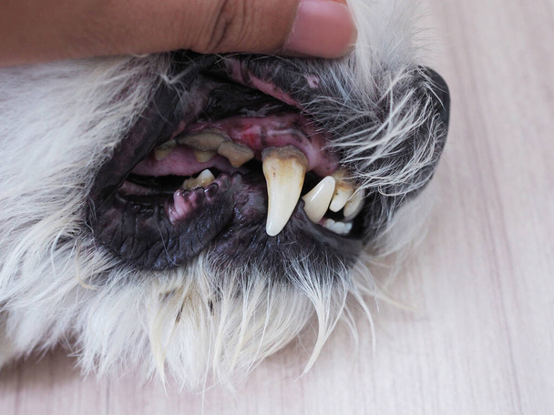 Problèmes buccaux des chiens calcaire, gingivite, carie dentaire. Malade et fou des chiens et des animaux domestiques. - Photo, image