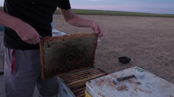 Ο μελισσοκόμος δείχνει μια κηρήθρα - Πλάνα, βίντεο
