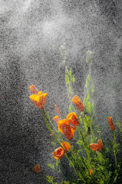 Kalifornischer Mohn blüht bei Nieselregen an sonnigem Tag. - Foto, Bild