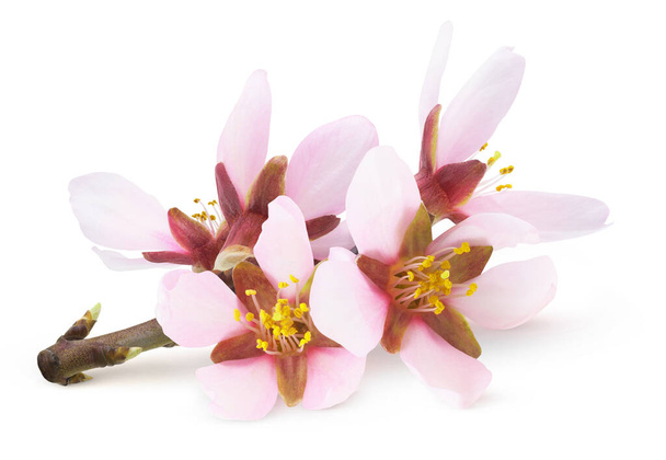 Elszigetelt mandulavirág. Rózsaszín mandula fa virágok egy ág elszigetelt fehér alapon - Fotó, kép