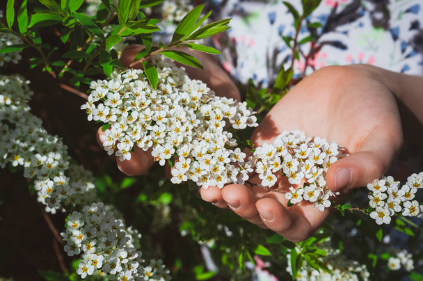 Bir çift el, küçük bir demet beyaz bahar çiçeği tutuyor. Spiraea Arguta olarak bilinen Gelin Çelengi veya Mayıs Köpüğü. - Fotoğraf, Görsel