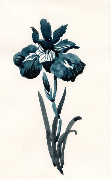 Beautiful iris - Photo, image