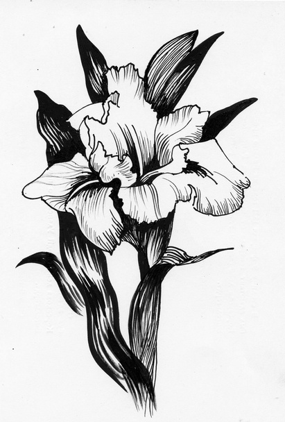 Beautiful iris - Фото, изображение