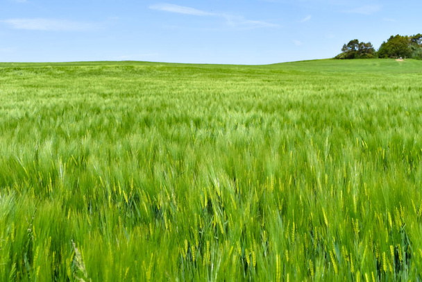 beau champ de céréales dans l'Eifel - Photo, image
