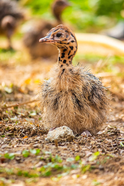 Struisvogelportret .Solo baby struisvogel staan op bos .Wereld vergroot vogel struisvogel portret. - Foto, afbeelding