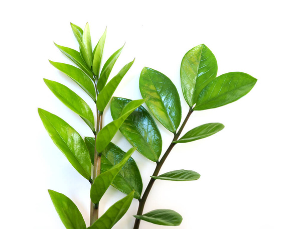 leaf of tropical plants, Fresh green leaves, freshness of environment and nature - Valokuva, kuva