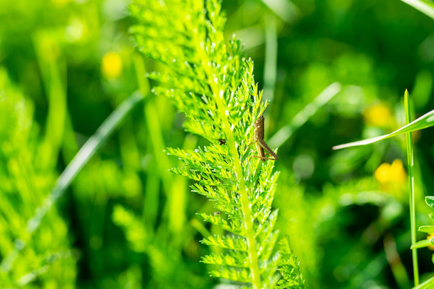 Parlak renklerde yeşil çimenler, arka plan dokusu. Yüksek kalite fotoğraf - Fotoğraf, Görsel