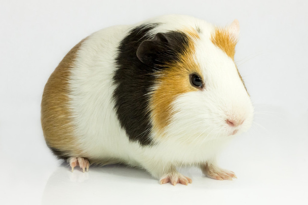 Guinea pig . - Fotoğraf, Görsel