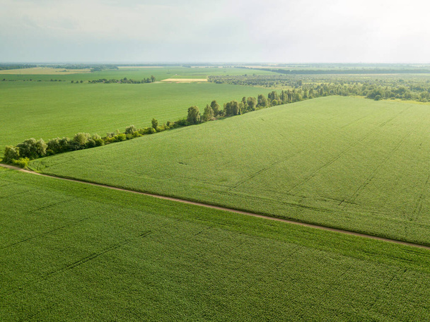 Aerial drone view. Green corn field in Ukraine. - Fotoğraf, Görsel