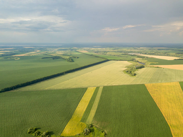 Fields of ripening wheat and corn in Ukraine. Aerial drone view. - Zdjęcie, obraz
