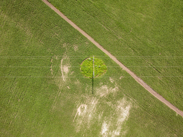 Linia energetyczna przez pole kukurydzy na Ukrainie. Widok drona z powietrza. - Zdjęcie, obraz