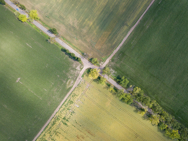 Fields of ripening wheat and corn in Ukraine. Aerial drone view. - Foto, Imagem