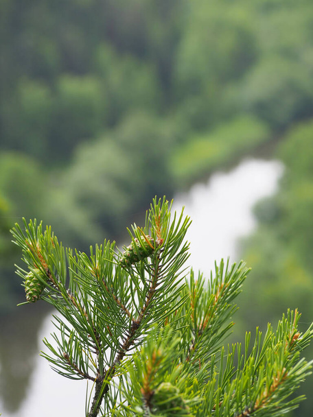 Зеленая ель ветви с размытым фоном на фоне реки - Фото - Фото, изображение