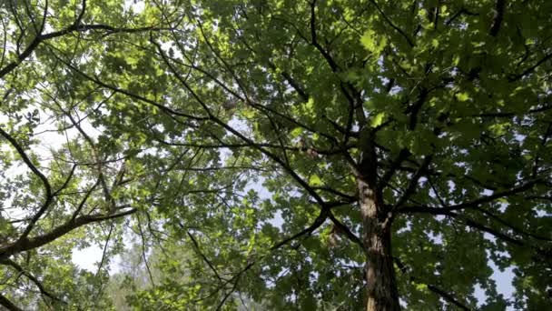 Spinning-Video von Bäumen und Himmel Low-Winkel-Ansicht - Filmmaterial, Video
