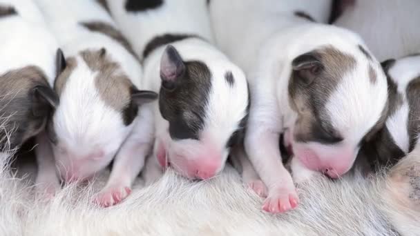 Ryhmä söpö musta ja valkoinen väri pennut syövät maitoa niiden äiti koira. - Materiaali, video