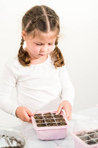 Küçük kız evde eğitim görürken tohumları tohum tepsisine ekiyor.. - Fotoğraf, Görsel