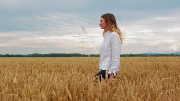 Genç bir kız buğday tarlasında yürüyor. Güzel kaygısız kadın doğanın tadını çıkarıyor ve buğday tarlasında elle dokunuyor. - Video, Çekim