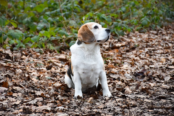 eight year old beagle in the forest - Photo, Image
