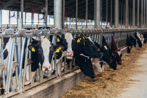 Holstein Frisian diary cows in free livestock stall - Zdjęcie, obraz