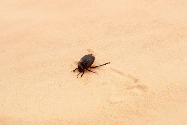 Scarab digs a hole in the sand, Sahara desert, Tunisia - Photo, Image