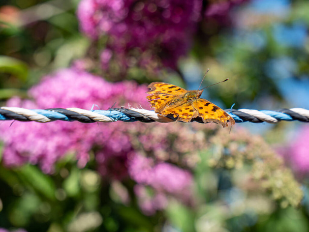 Argynnis paphia papillon sur fleur - Photo, image