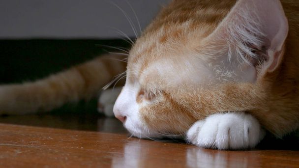 Żółty rudy kot śpi na drewnianej podłodze z cieniem ciemności, selektywny styl ostrości koncepcja. - Zdjęcie, obraz