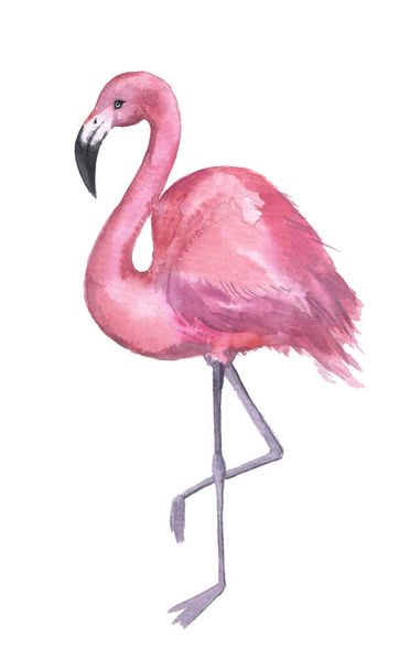 Akvarell rózsaszín flamingók fehér háttérrel. Illusztráció nyomtatáshoz, plakátokhoz, kártyákhoz, scrapbooking-hoz és egyéb formatervezési mintákhoz - Fotó, kép