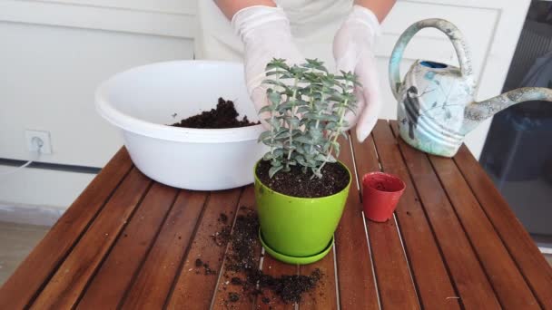Close-up. young woman transplants succulent seedling into green plastic pot. - Filmagem, Vídeo