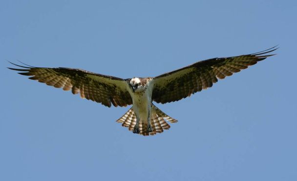 Late spring vista on a juvenile north american osprey hovering in mid air. - Photo, Image