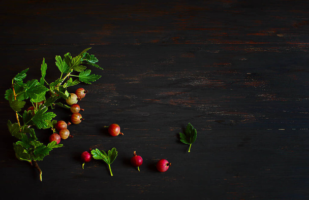 sprig of gooseberry with ripe berries on a dark background,first harvest - Valokuva, kuva