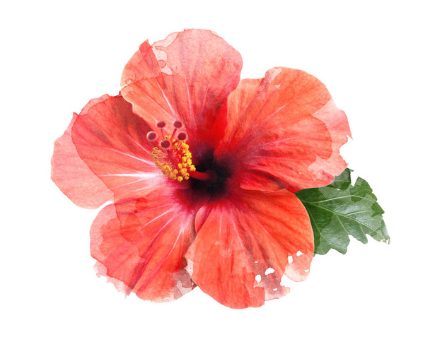jasny czerwony hibiskus kwiat izolowany - Zdjęcie, obraz