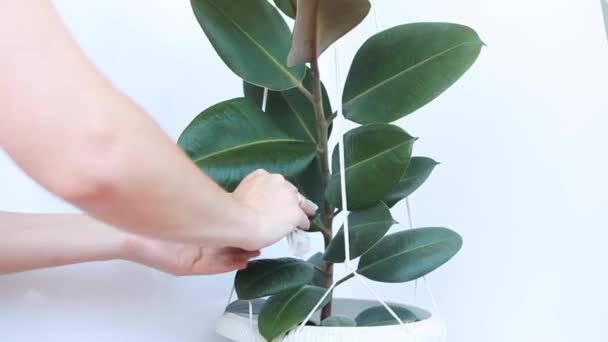 Womens hands wipe the leaves of Ficus. - Footage, Video