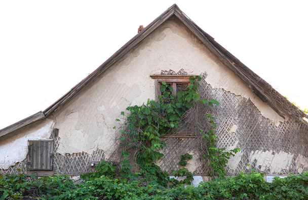 Stary opuszczony dom gęsto pokryty gałąź winogrono. Winogrona, chmiel trudges na starym budynku ściany. - Zdjęcie, obraz